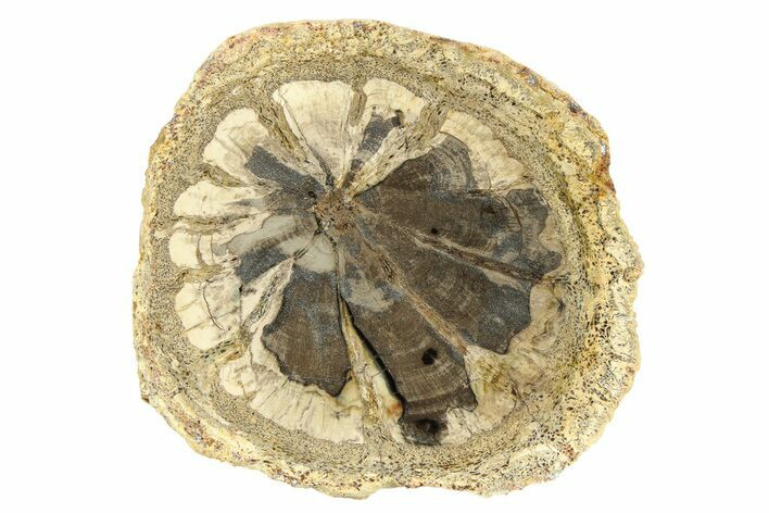 Petrified Wood (Hermanophyton) Round - Colorado #299229